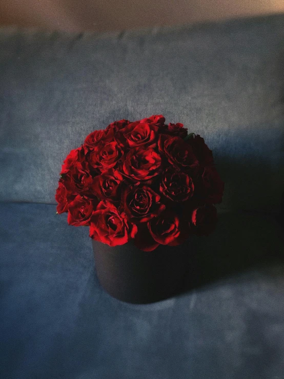 a couple of red roses sitting on top of a blue couch, dark hues, centerpiece, black on black, full product shot