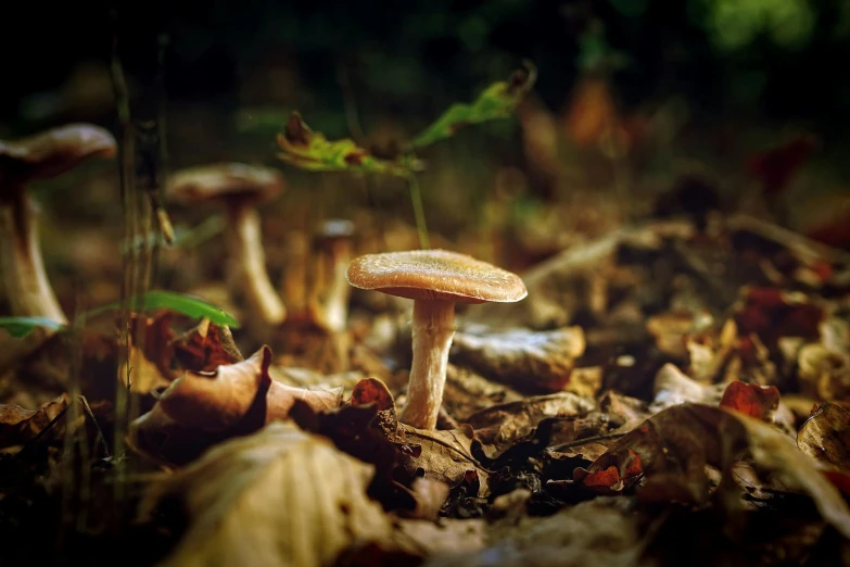 a group of mushrooms sitting on top of a forest floor, a macro photograph, unsplash, paul barson, autumnal, slide show, sitting on a leaf