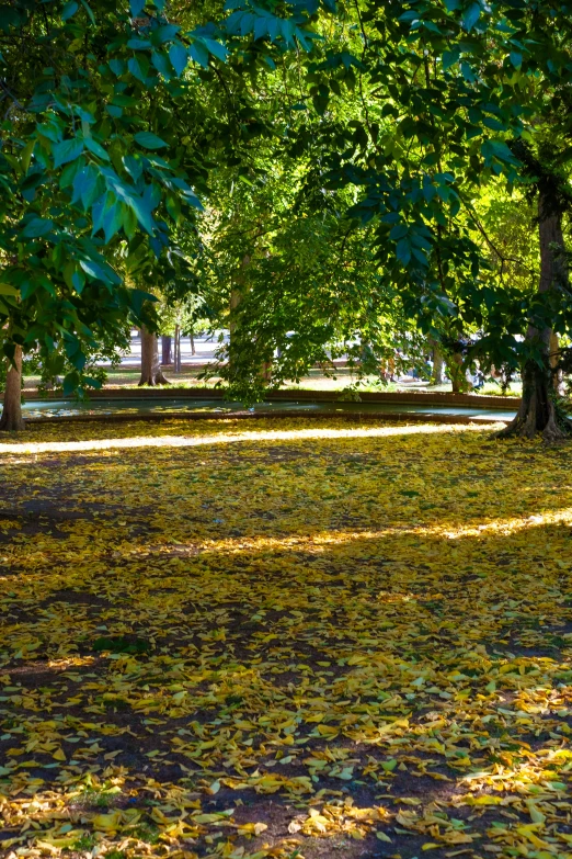 a red fire hydrant sitting in the middle of a park, inspired by Maties Palau Ferré, land art, golden leaves, yellow awning, very long shadows, buenos aires