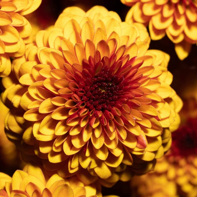 a close up of a bunch of yellow flowers, by Carey Morris, pexels, giant red flower afro, golden autumn, professionally post-processed, chrysanthemum eos-1d