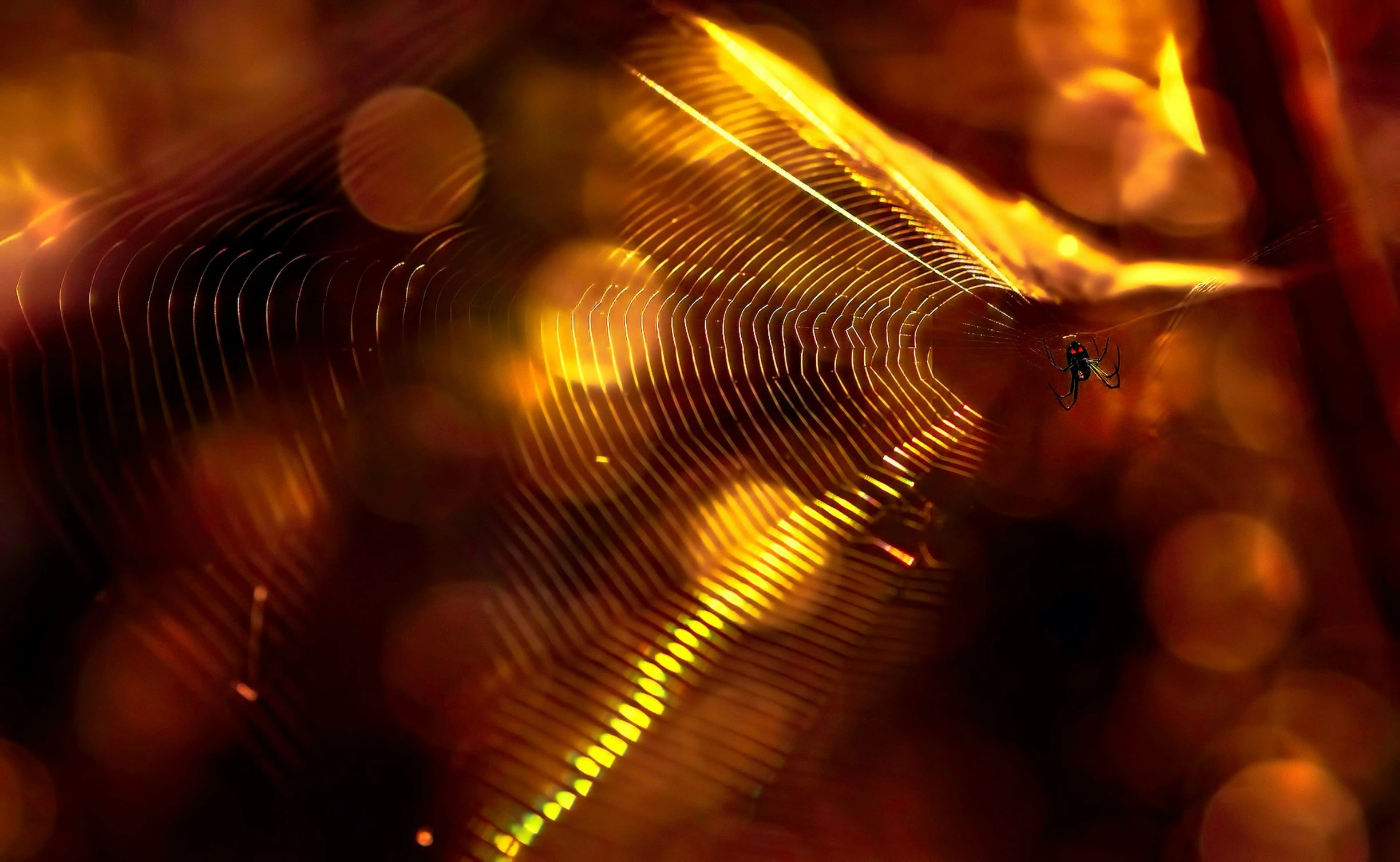 a close up of a spider on a web, a microscopic photo, by Thomas Häfner, pexels, digital art, glowing golden aura, honey ripples, autum, chic