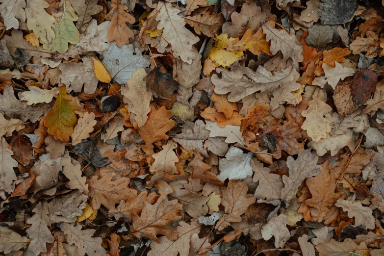 a teddy bear sitting on top of a pile of leaves