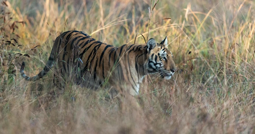 a tiger walking through a field of tall grass, by Peter Churcher, pexels contest winner, indian forest, fullbody view, small, hunting