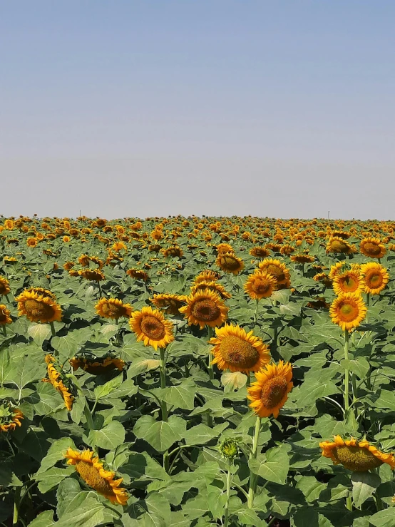 a field of sunflowers on a sunny day, an album cover, in egypt, color photograph, uncrop, 4k”