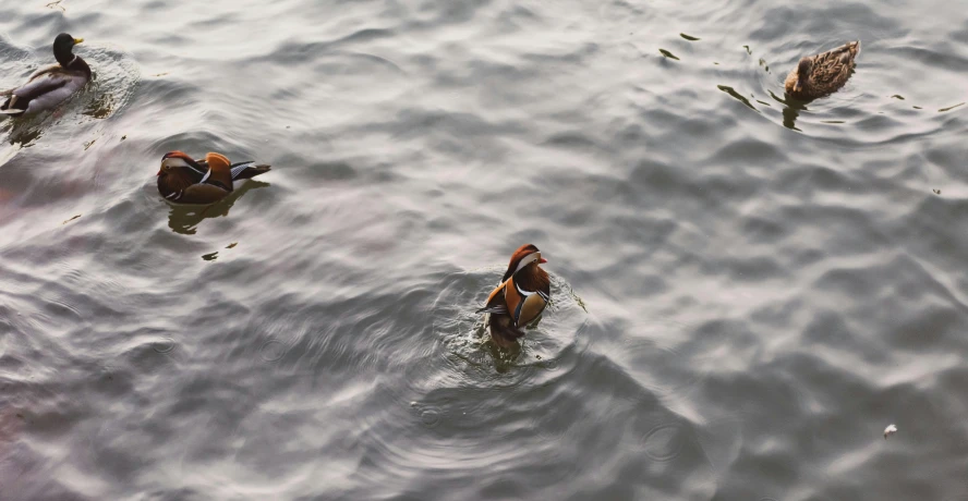 a group of ducks swimming in a body of water, pexels contest winner, hurufiyya, eating, olafur eliasson, brown, 2022 photograph