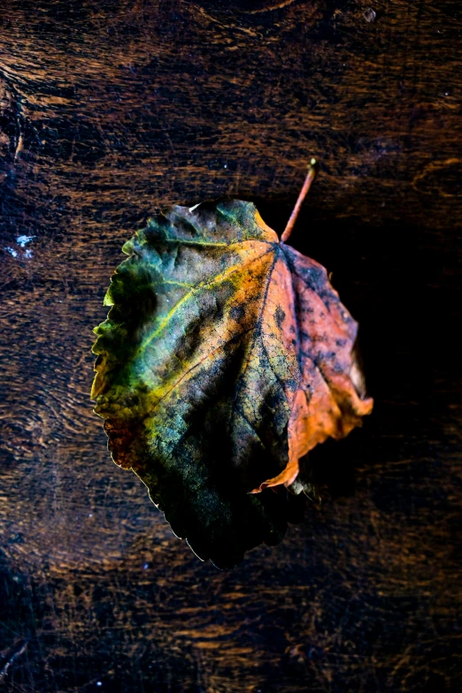 a leaf sitting on top of a wooden table, inspired by Elsa Bleda, unsplash, art photography, multicolored, battered, culinary art photography, ignant