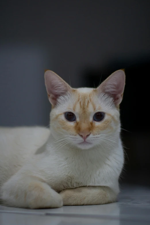 a close up of a cat laying on a floor, by Basuki Abdullah, pale pointed ears, young male, extremely pale, avatar image