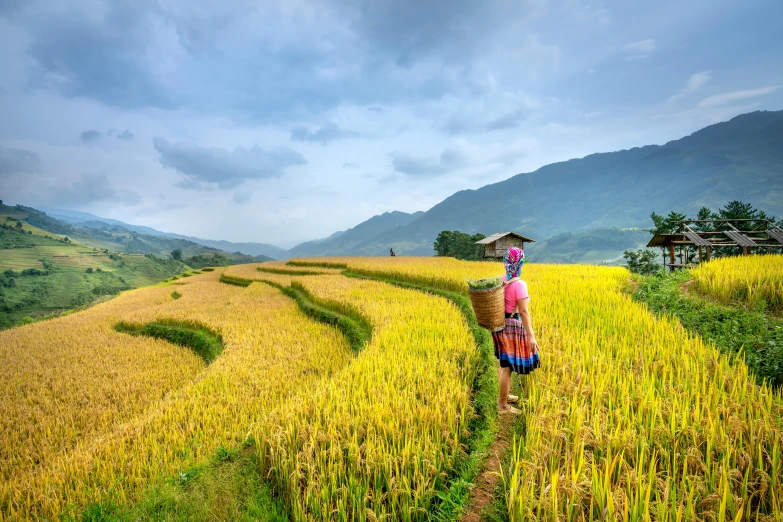 a woman walking through a rice field with mountains in the background, pexels contest winner, yellow parasol, avatar image, vietnam war, multiple stories