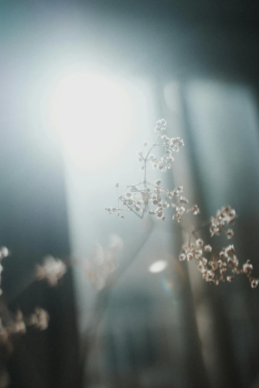 a close up of a flower in front of a window, unsplash, light and space, gypsophila, holy light rays, soft light - n 9, soft lights