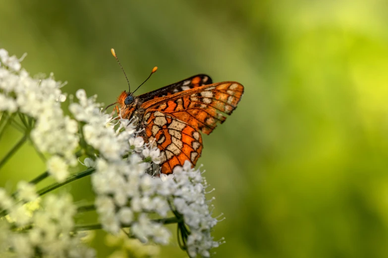 a close up of a butterfly on a flower, by Andries Stock, fan favorite, low angle 8k hd nature photo, orange and white, paul barson