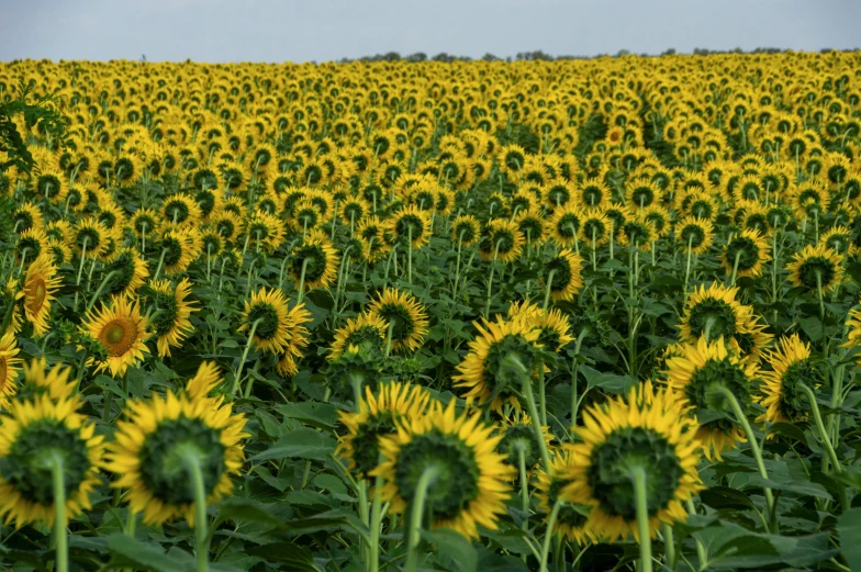 a field of sunflowers with a blue sky in the background, unsplash, precisionism, oklahoma, hyperdetailed photorealism”, 1024x1024, panoramic photography