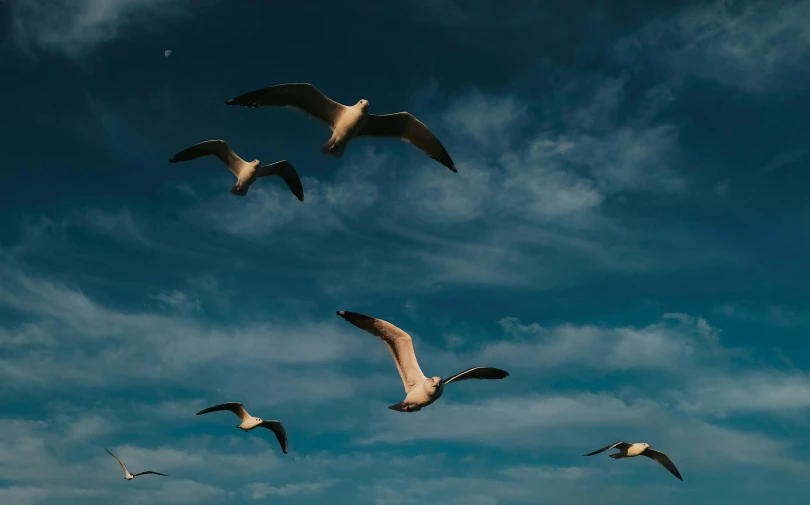 a flock of birds flying through a blue sky, pexels contest winner, thumbnail, sky whales, museum quality photo, ad image
