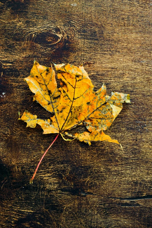 a yellow leaf sitting on top of a wooden table, profile image