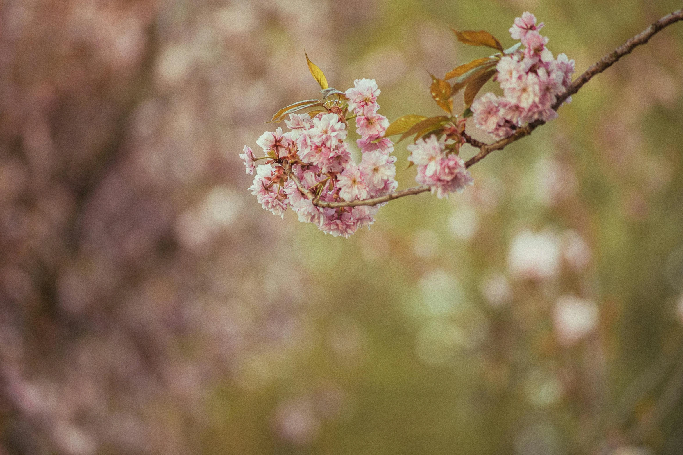 a close up of a flower on a tree branch, pexels contest winner, lush sakura trees, paul barson, gypsophila, faded pink