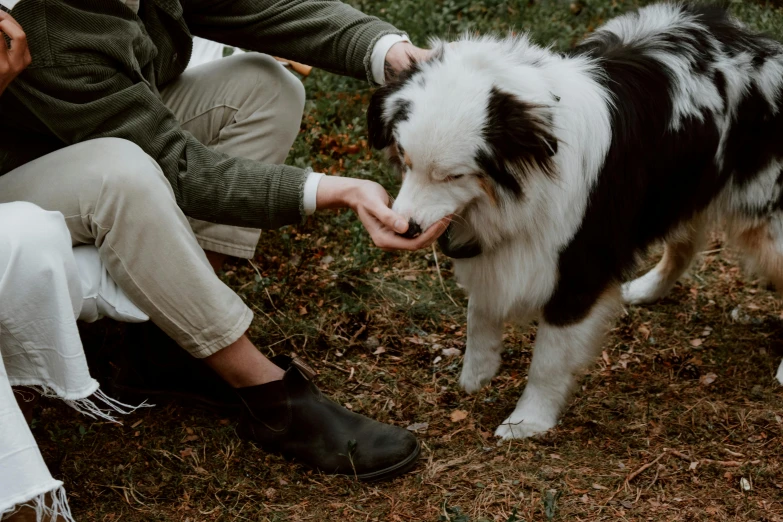 a woman is petting a black and white dog, by Emma Andijewska, pexels contest winner, sitting on man's fingertip, aussie, feeds on everything, walking around in forest