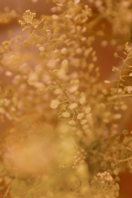 a close up of a bunch of flowers in a vase, inspired by Elsa Bleda, tonalism, tumbleweeds, sand particles, golden organic structures, ethereal bubbles