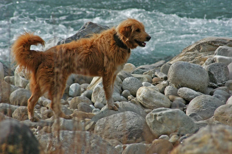 a brown dog standing on top of a rocky beach, golden, flowing fur, italian, 2019 trending photo