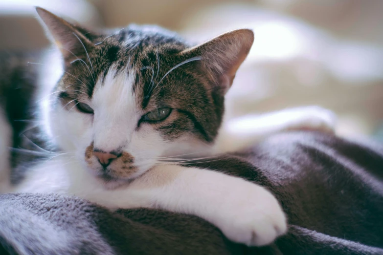 a close up of a cat laying on a blanket, holding a cat, with a white nose, in a chill position, smooth feature