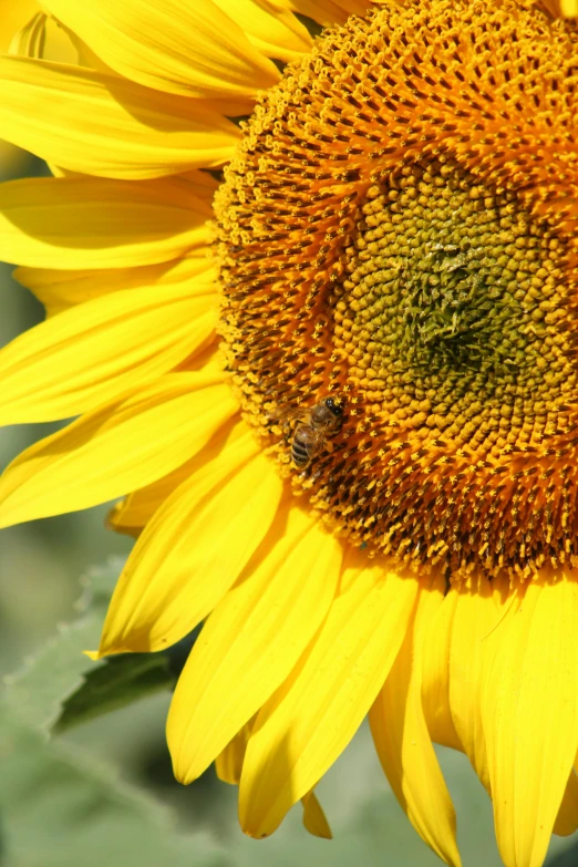 a close up of a sunflower with a bee on it, slide show, no cropping, multicoloured, warm sunshine