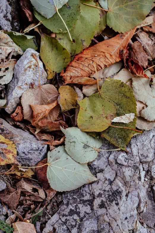 a teddy bear sitting on top of a pile of leaves, rocky ground, earthy color scheme, up close, slide show