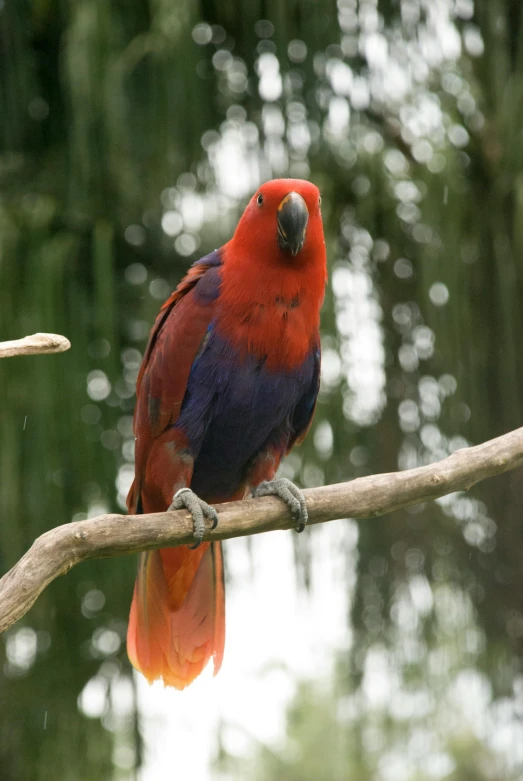 a red and blue bird perched on a branch, in the zoo exhibit, in australia, bird sight, no cropping