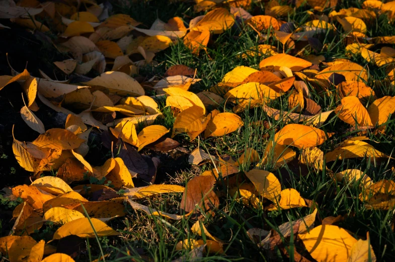 a bunch of yellow leaves laying on the ground, unsplash, late afternoon sun, shot on sony a 7 iii, fan favorite, multicoloured