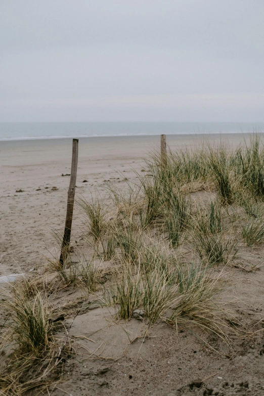 a red fire hydrant sitting on top of a sandy beach, by Andries Stock, unsplash, long thick grass, grey skies, small fence, background image