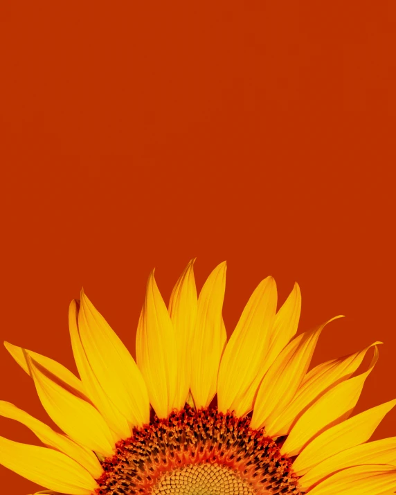 a close up of a sunflower on a brown background, an album cover, trending on unsplash, minimalism, gradient orange, background image, ¯_(ツ)_/¯, an ai generated image