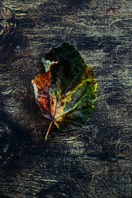 a close up of a leaf on a wooden surface, a picture, inspired by Elsa Bleda, trending on pexels, renaissance, multi - coloured, black, 15081959 21121991 01012000 4k, somber expression