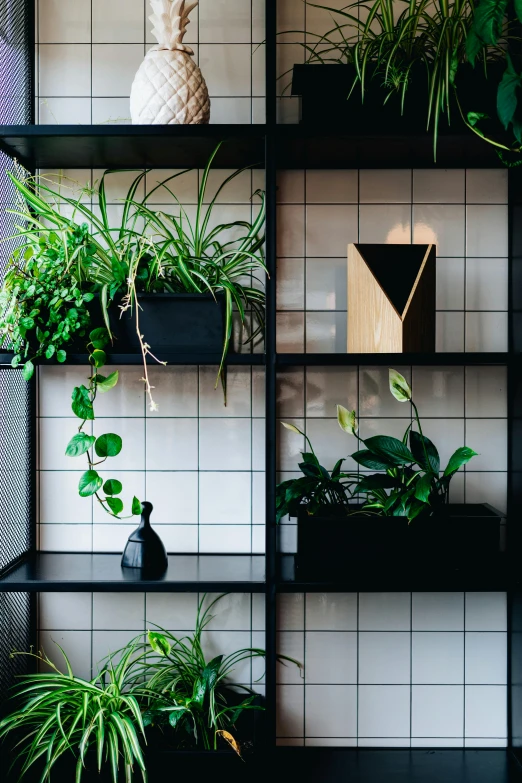 a shelf filled with lots of different types of plants, purism, black squares on 4 corners, dwell, with black vines, back lit