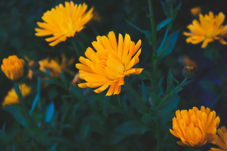 a group of yellow flowers sitting on top of a lush green field, a macro photograph, inspired by Elsa Bleda, unsplash, marigold, night time, gardening, a handsome