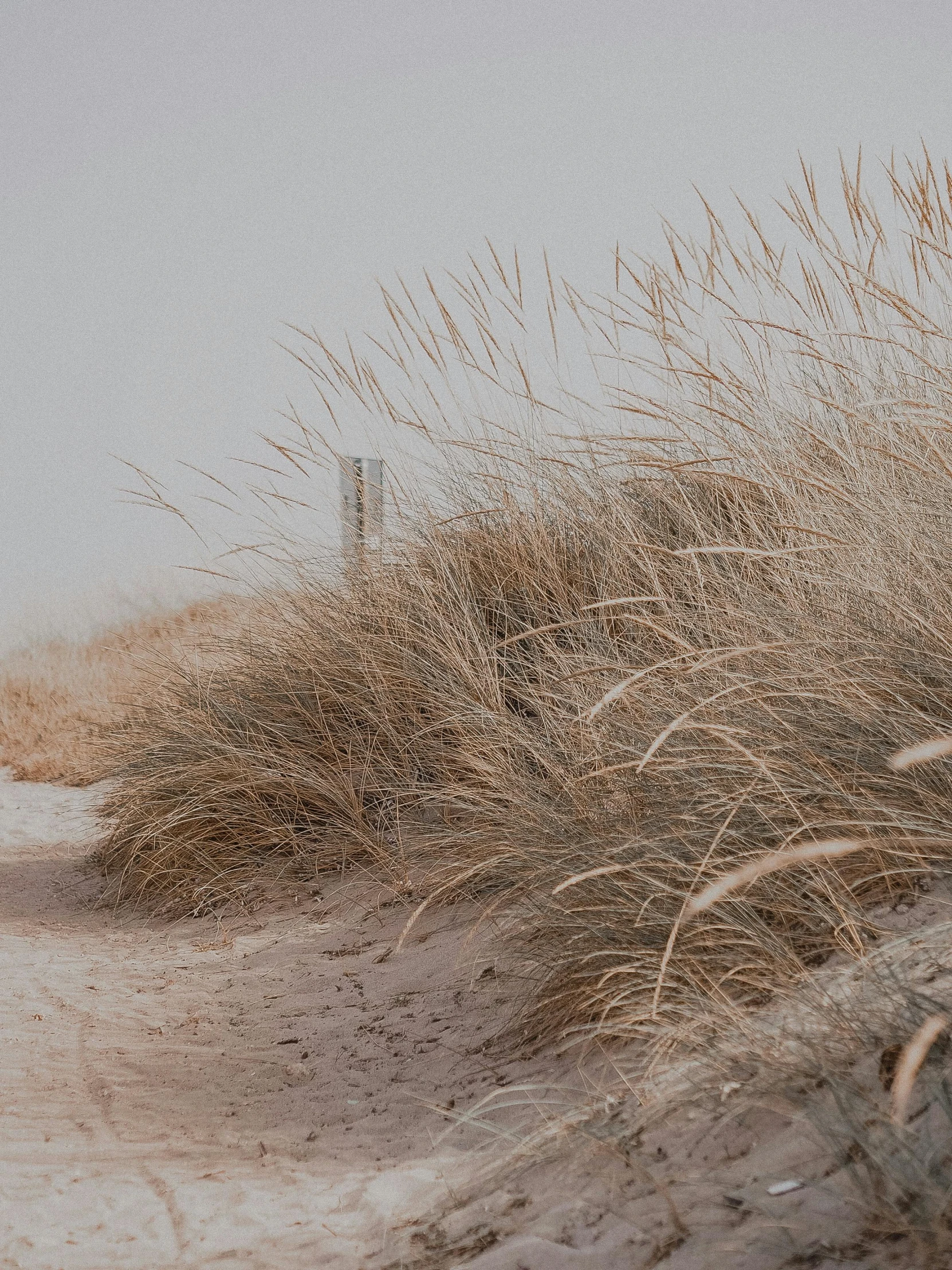 a red fire hydrant sitting on top of a sandy beach, by Andries Stock, trending on unsplash, minimalism, walking in high grass field, muted brown, with soft bushes, today\'s featured photograph 4k