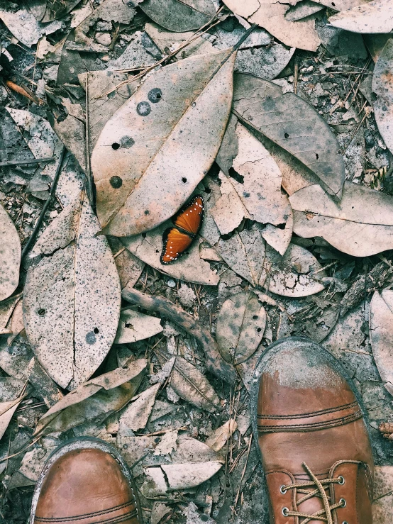 a pair of brown shoes sitting on top of leaves, an album cover, unsplash, moths, malaysia jungle, vsco film grain, 🌸 🌼 💮