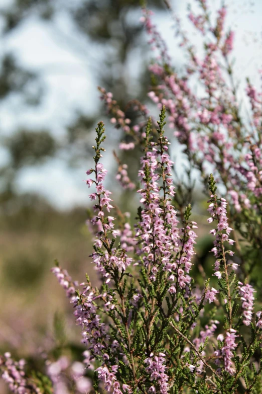 a bunch of purple flowers sitting on top of a lush green field, a portrait, by Jan Wijnants, trending on unsplash, evergreen branches, manuka, pale pink grass, arrendajo in avila pinewood