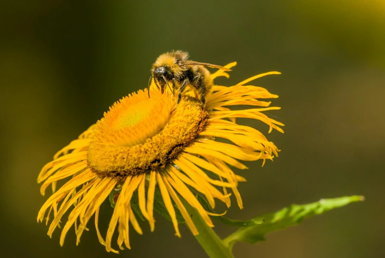 a bee sitting on top of a yellow flower, slide show, avatar image, bushy white beard, samma van klaarbergen