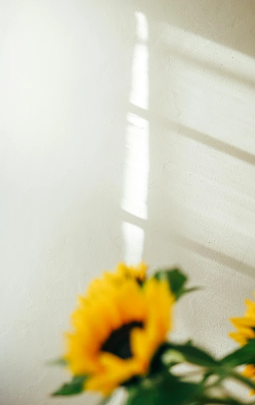 a vase of sunflowers in front of a window, by Yasushi Sugiyama, unsplash, minimalism, light cream and white colors, 15081959 21121991 01012000 4k, white plank siding, detail shot