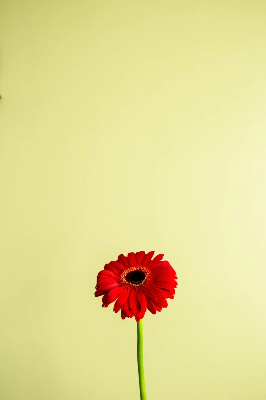 a red flower sitting in a vase on a table, an album cover, pexels, minimalism, solid color backdrop, photographic. imposingly tall, high quality upload, cheery