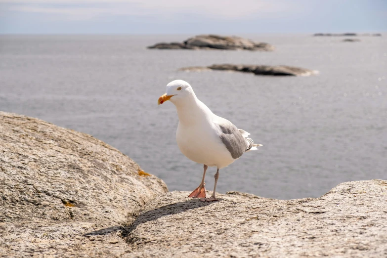 a seagull standing on a rock in front of a body of water, inspired by Wilhelm Marstrand, pexels contest winner, archipelago, white, portrait of small, various posed