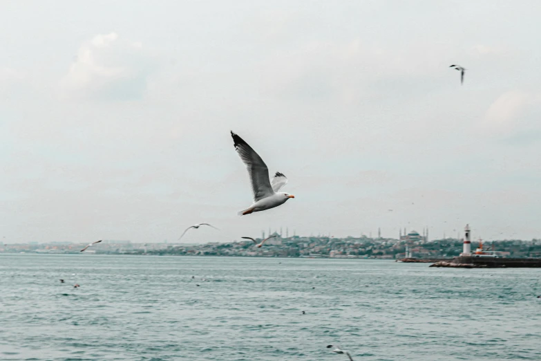 a flock of seagulls flying over a body of water, pexels contest winner, hurufiyya, istanbul, muted and dull colors, view of sea, on a canva