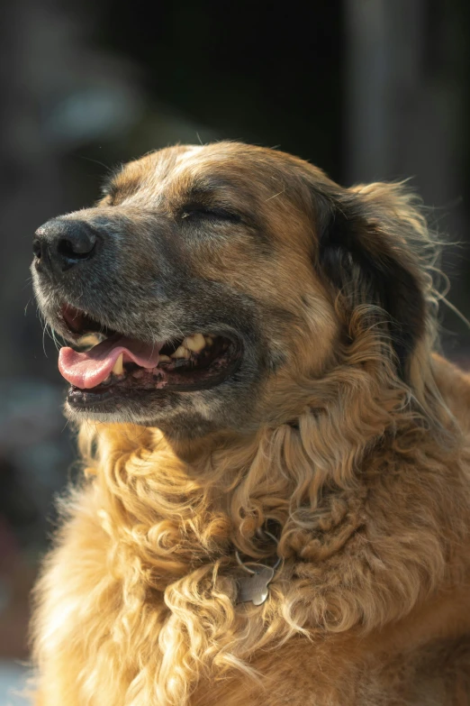 a close up of a dog with its mouth open, a portrait, pexels contest winner, renaissance, grizzled beard, in the sun, caramel. rugged, round jawline