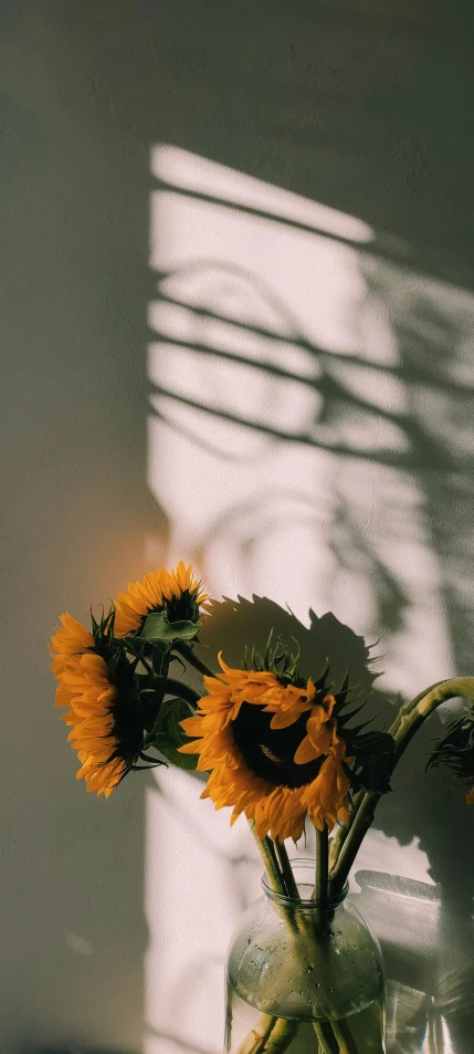 a vase filled with sunflowers sitting on top of a table, unsplash, romanticism, soft light - n 9, 王琛, multiple stories, profile image