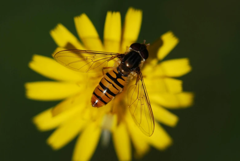 a bee sitting on top of a yellow flower, by Jan Rustem, pexels, hurufiyya, avatar image, full body close-up shot, high angle close up shot, flies