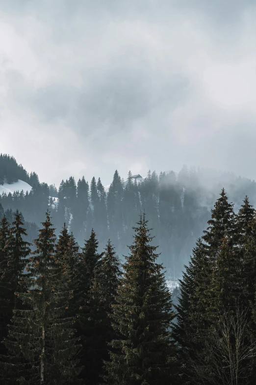 a group of people riding skis on top of a snow covered slope, a picture, unsplash contest winner, romanticism, foggy jungle, spruce trees on the sides, low clouds after rain, german forest