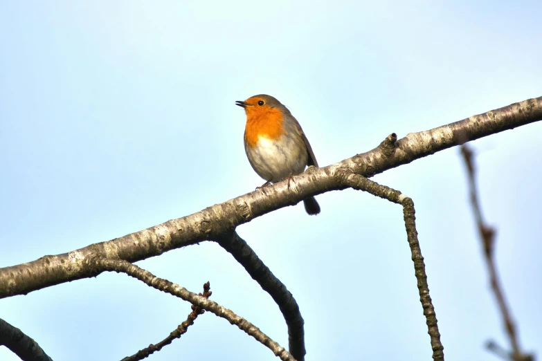 a small bird sitting on top of a tree branch, orange head, robin eley, blue sky, woodlands