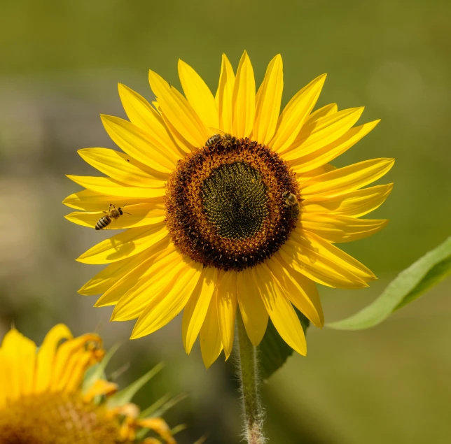 a close up of a sunflower with a bee on it, pexels contest winner, paul barson, viewed from a distance, slide show, a high angle shot