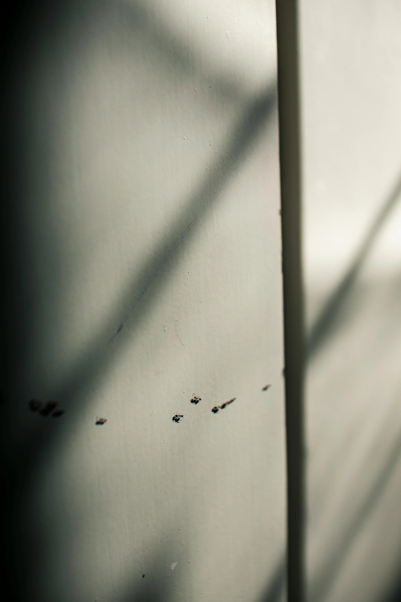 a black and white photo of a window sill, by Elsa Bleda, pexels contest winner, visual art, small bees following the leader, long cast shadows, with long thin antennae, dappled in evening light