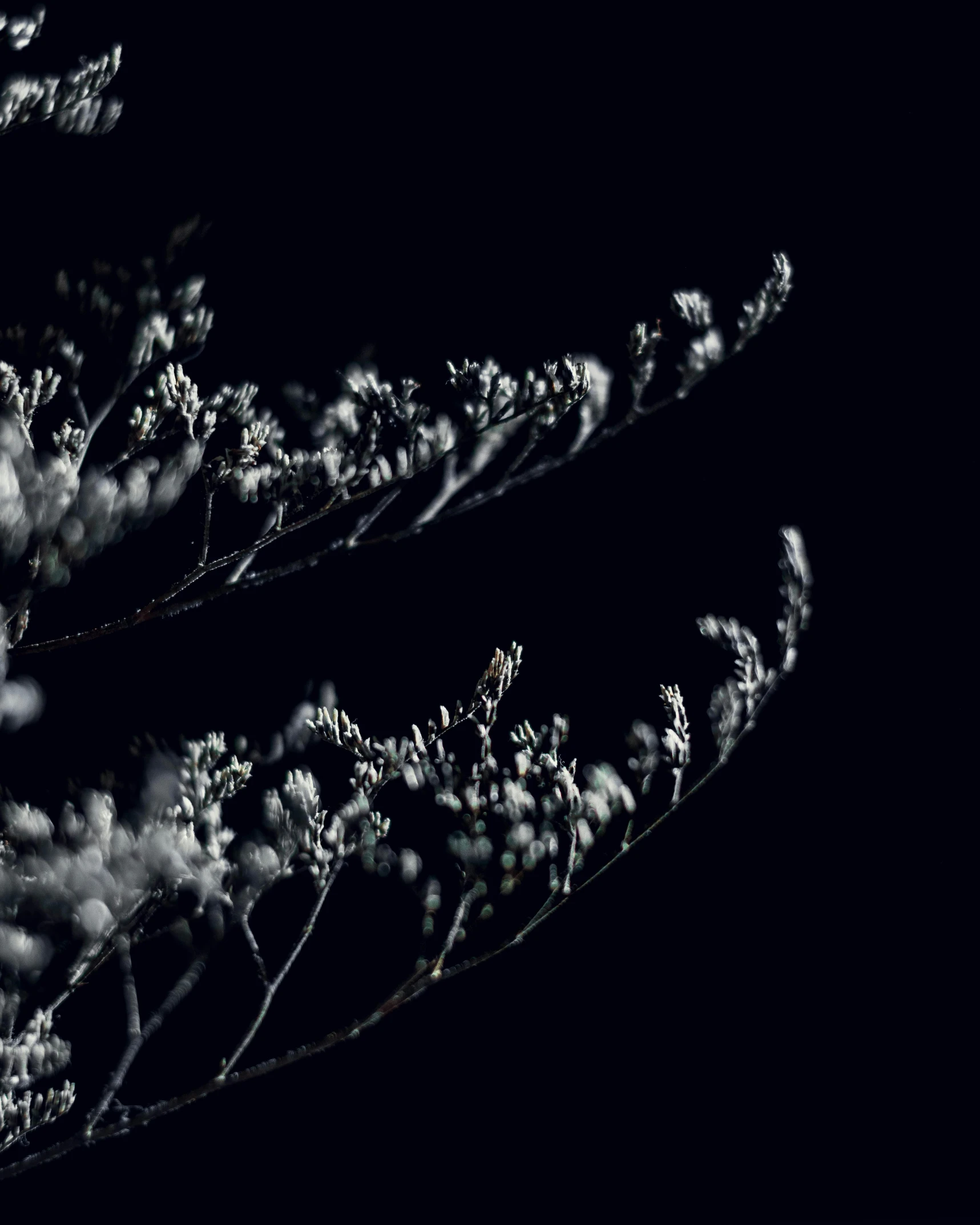 a black and white photo of a tree, an album cover, by Dóra Keresztes, art photography, night sky full of flowers, photography ultrafine detail, gypsophila, abstract photography