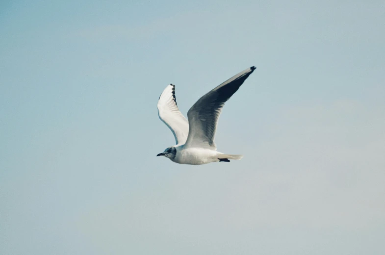 a bird that is flying in the sky, pexels, white neck visible, fine art print, coastal, full shot photograph