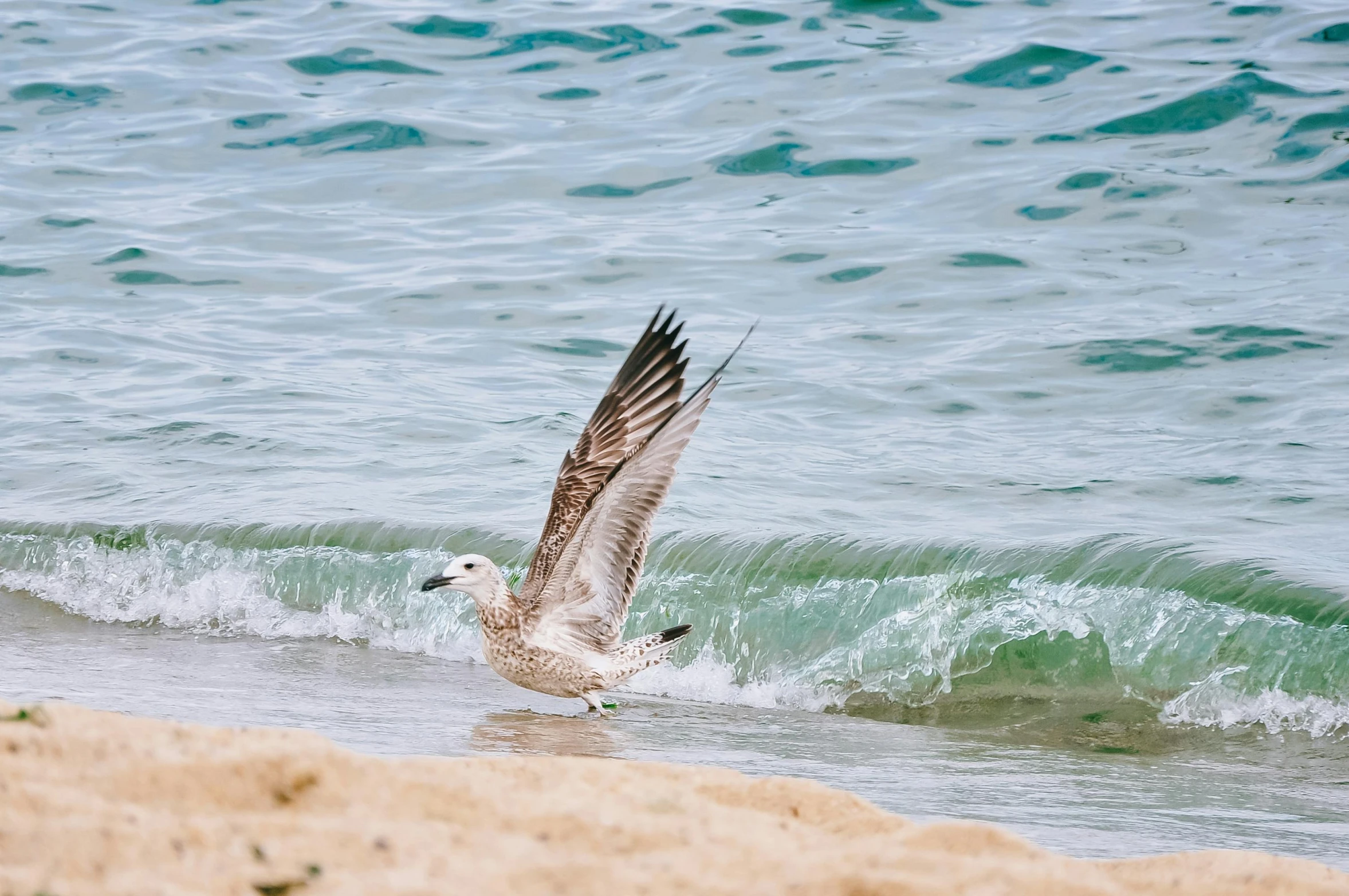 a bird that is standing in the water, pexels contest winner, arabesque, windy beach, at takeoff, today\'s featured photograph 4k, the dead sea