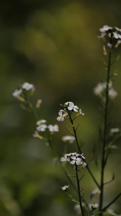 a group of small white flowers sitting on top of a lush green field, a macro photograph, by Attila Meszlenyi, today\'s featured photograph 4k, portrait of tall, manuka, low quality photo